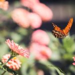 加入白菜项目黑黑社区:开启你的财富自由之旅与投资秘籍 tbnyrz2